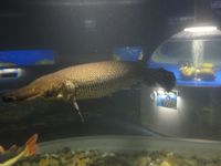 千歳市水族館の沢山の魚が生息している水槽〔アリゲーターガー、レットテールキヤットフィッシュ編〕