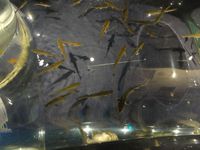 千歳市水族館の沢山の魚が生息している水槽〔タッチプール編〕