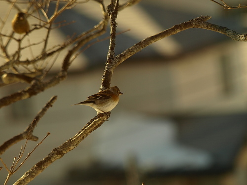冬にやってきた小鳥 その１