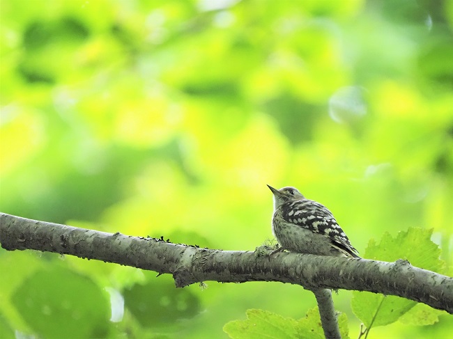 コゲラの幼鳥?