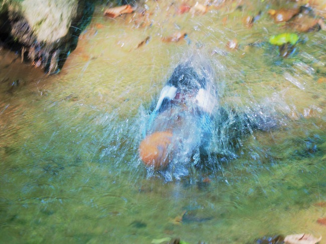 ミヤマカケスの水浴び