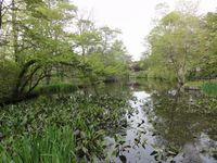 林東公園内敷地内にある沼地の光景。