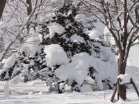 雪と木の風景