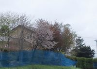 住宅街の桜の光景