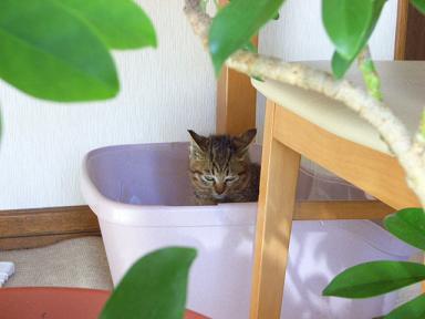 やってきた?つれてきた?