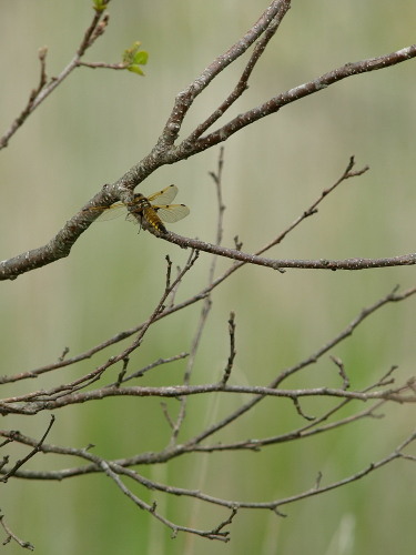 釧路湿原にいた鳥