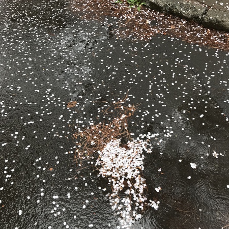 花散らしの雨