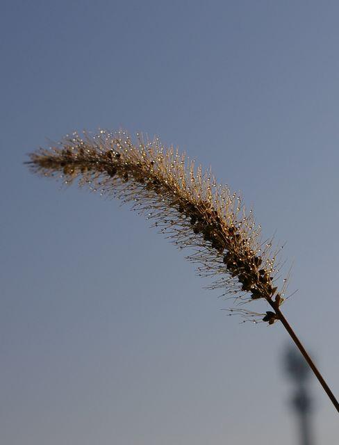 朝露