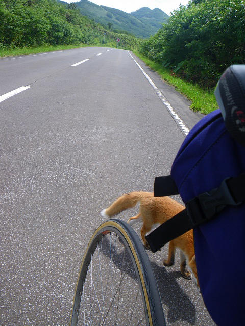 紫陽花寺にサイクリング!