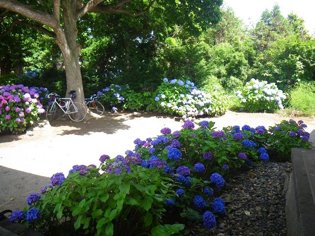 紫陽花寺にサイクリング!