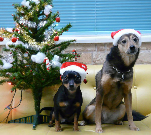 とりあえずクリスマス