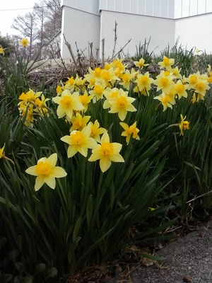 我が家の庭にも春、水仙が満開