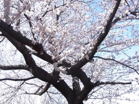 いま何歩?No.197~249 2014年版 いま何歩?No.197~249 2014年版