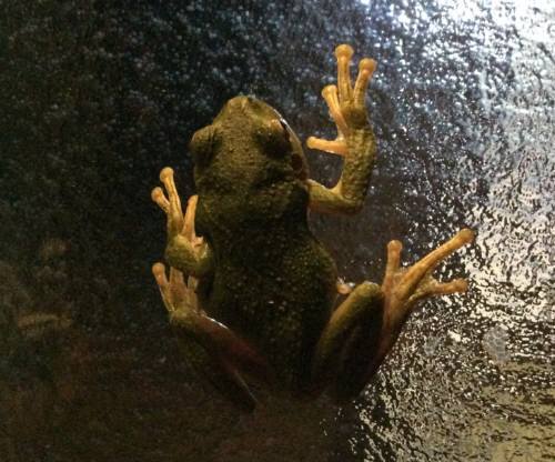 虫を捕食するのに玄関の引き戸に上ってきた蛙です(^o^)。