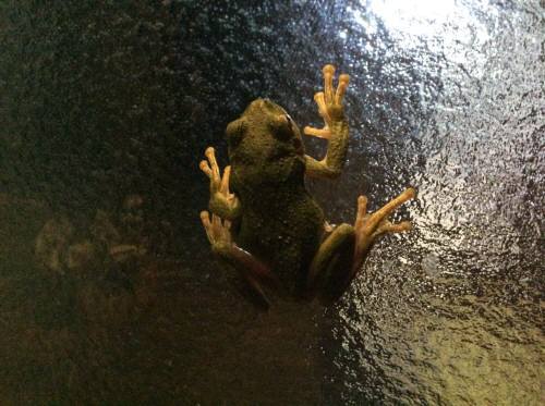 虫を捕食するのに玄関の引き戸に上ってきた蛙です(^o^)。