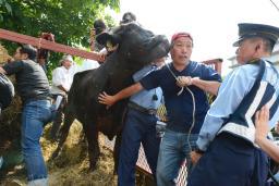 被ばく牛連れ、国に抗議　福島・浪江の畜産農家