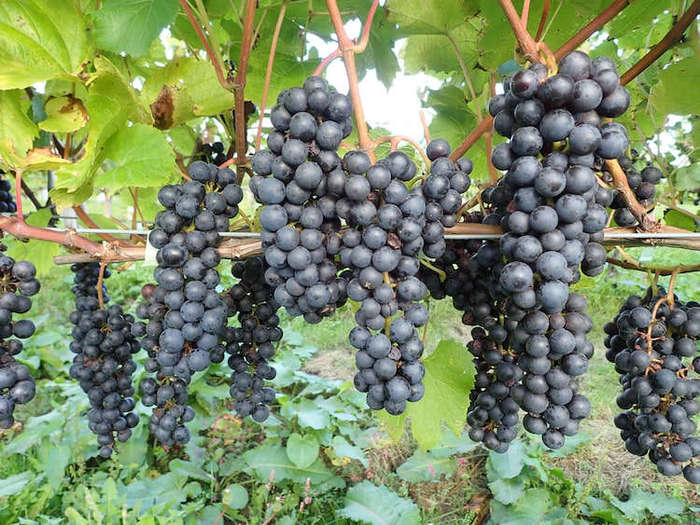 ドリカム吉田美和が命名したブドウ、新品種に登録