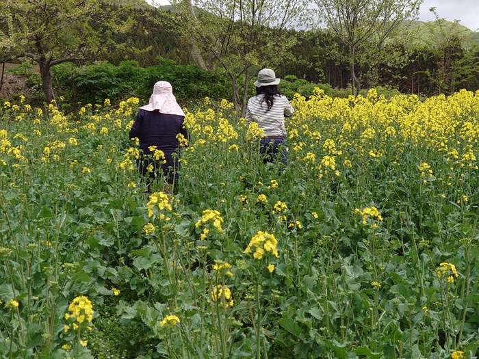 菜の花摘み体験