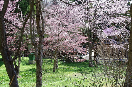 伊達　善光寺の桜