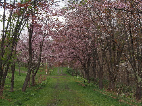 美唄東明公園桜