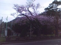 １３、１４日ミス円山桜と家の桜