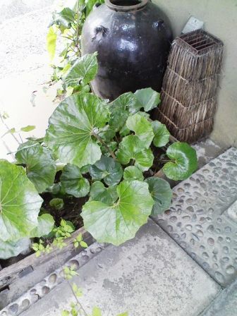 しろがね　anbai