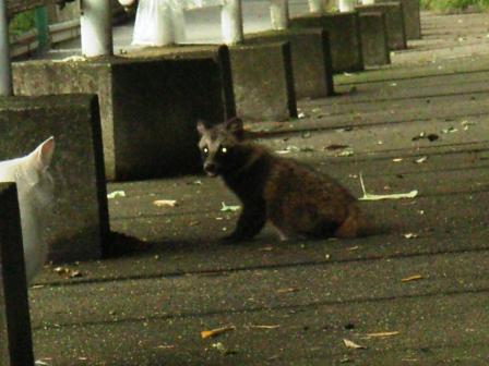 こだぬきじゃん
