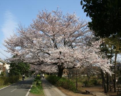 さすがに咲いた。。。