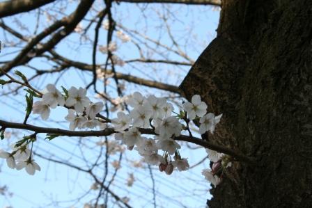 さすがに咲いた。。。