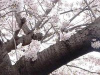 いま何歩?No.95~ 2012年版