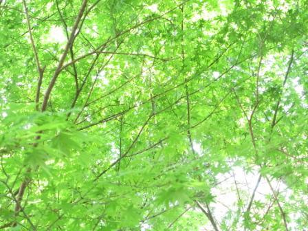 いま何歩?No.95~ 2012年版