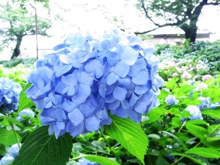 いま何歩?No.95~ 2012年版
