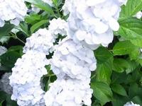 いま何歩?No.95~ 2012年版