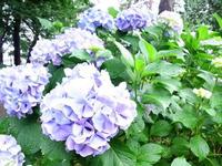 いま何歩?No.95~ 2012年版