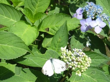 あじさい公園てまえ。。。