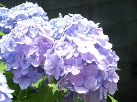あじさい公園てまえ。。。
