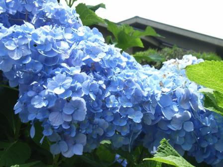 あじさい公園てまえ。。。
