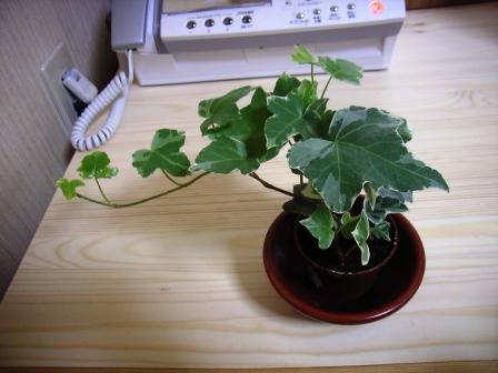 いちおう一鉢。。。