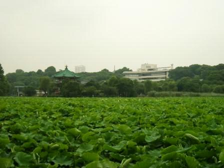 不忍池であじさい