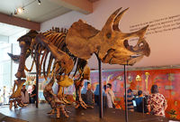 中生代（3）−白亜紀(3)−恐竜の絶滅（1）