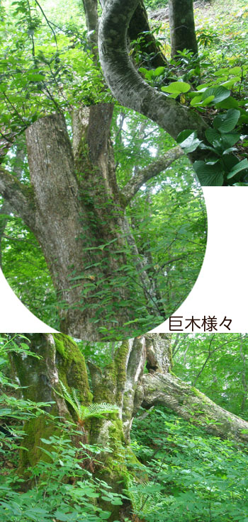 秋田駒ー小影山の原生林の巨木