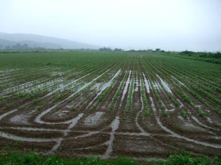 長雨で農作物の生育不良と被害