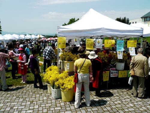 滝川市菜の花まつり