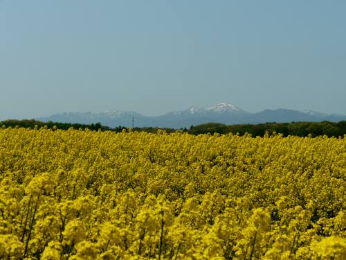 滝川市菜の花まつり