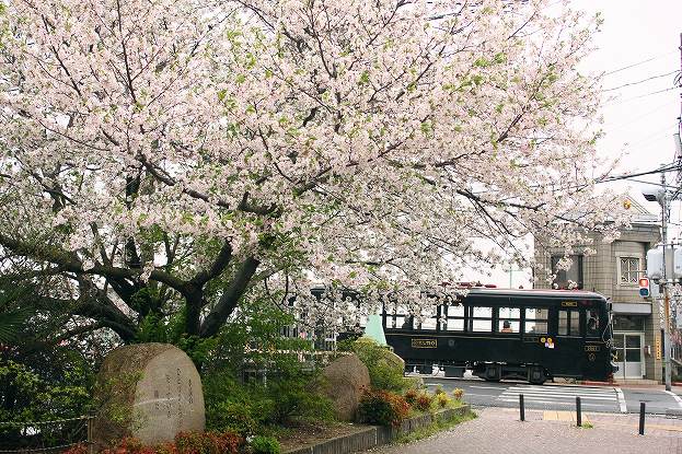 京橋の桜