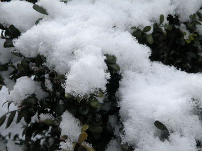 春の雪
