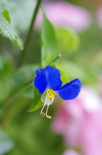 露草