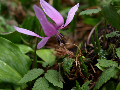 野の花大好き