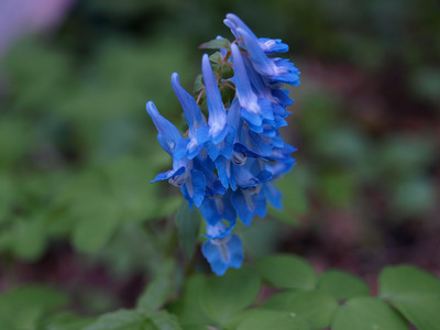 野の花大好き