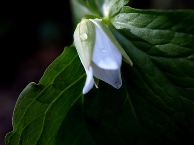 野の花大好き